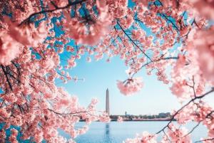 [HOA ANH ĐÀO] - BỜ TÂY HOA KỲ: LAS VEGAS – LOS ANGELES – SAN DIEGO – MEXICO – SOLVANG – SAN JOSE – SAN FRANCISCO