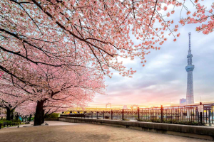 [HOA ANH ĐÀO] - NHẬT BẢN: HOKKAIDO