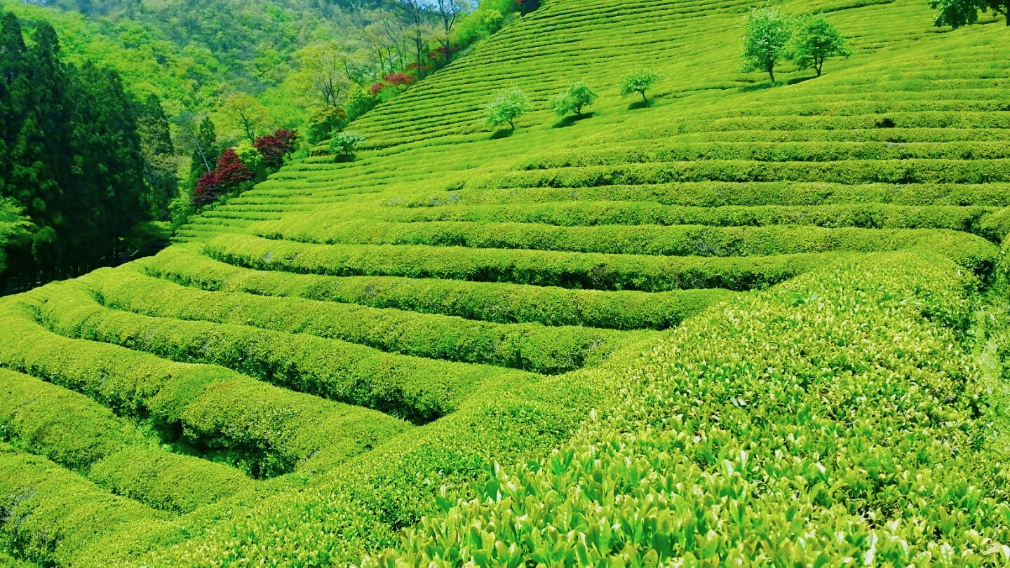 Lễ hội hoa cải dầu ở Samcheok Maengbang