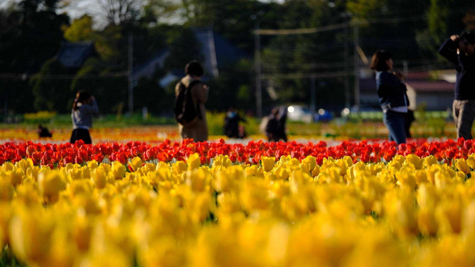 Lễ hội hoa mùa xuân ở Yeouido